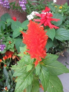 IMG_4573.jpg